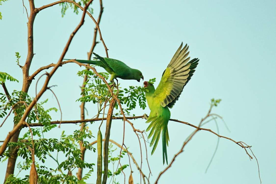 Birds