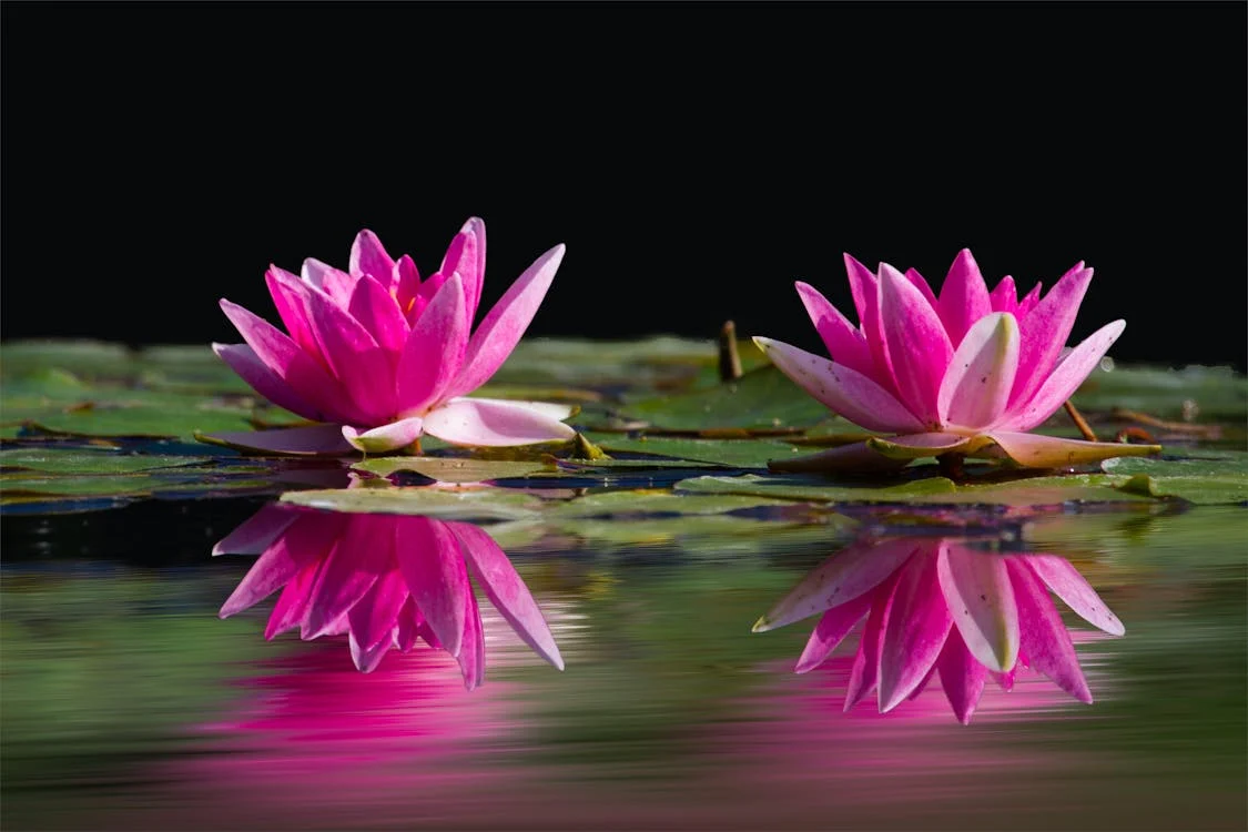 Lotus Flowers