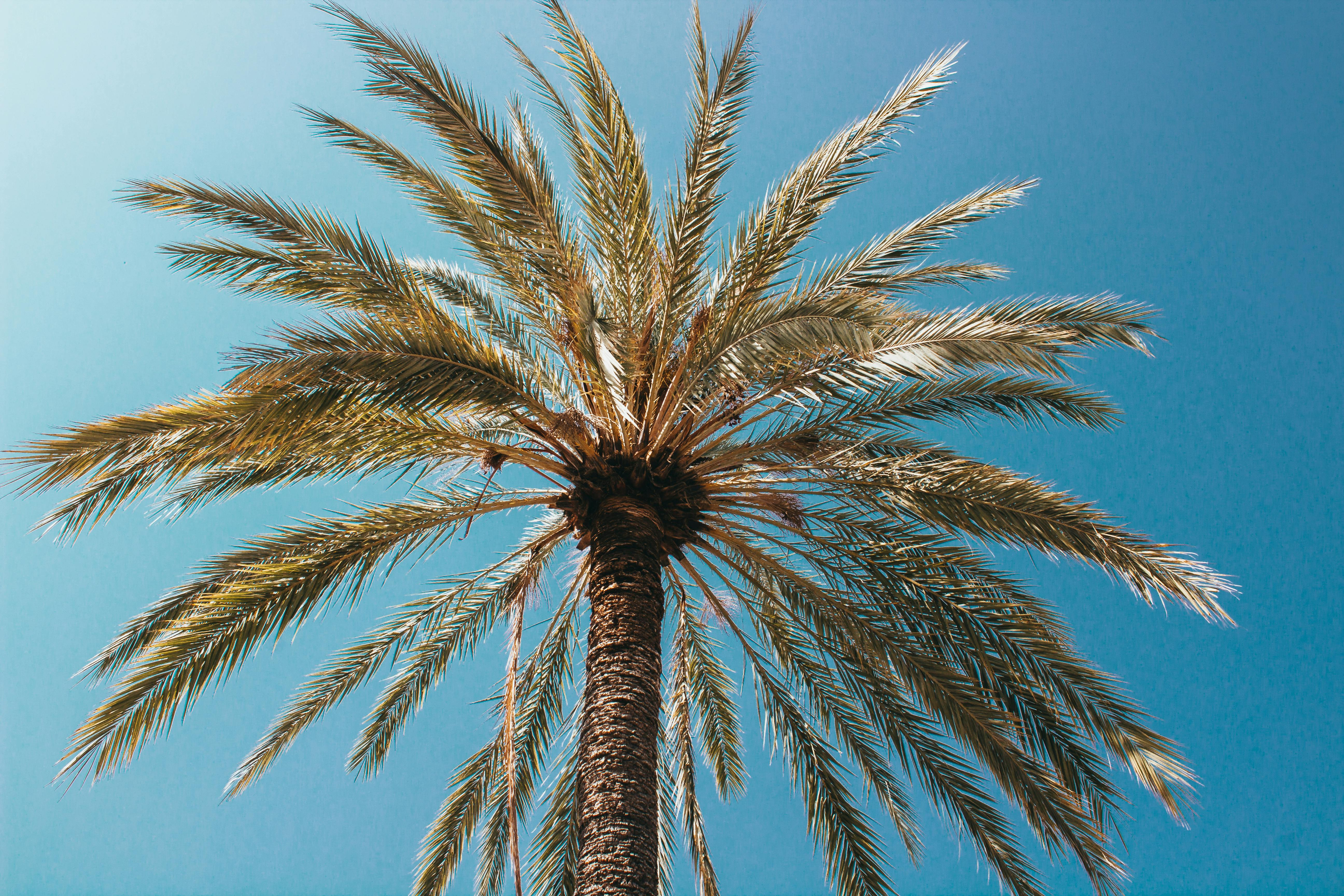 Palm Tree