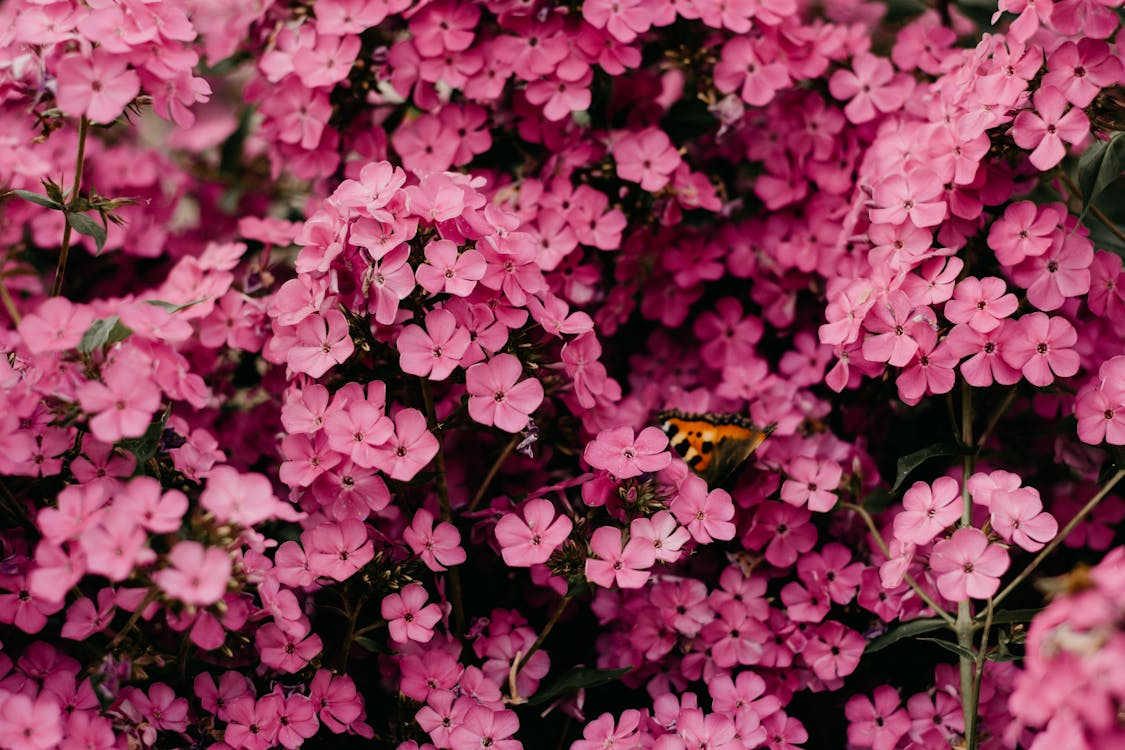 Pink Flowers