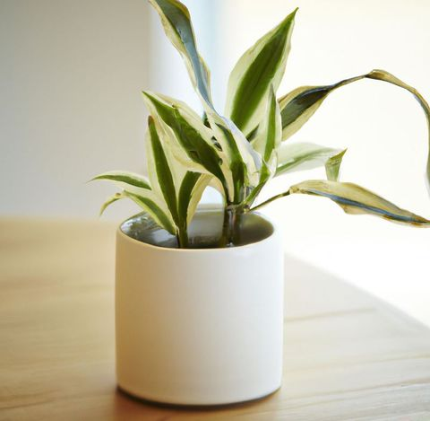 LSY Medical Plant Image